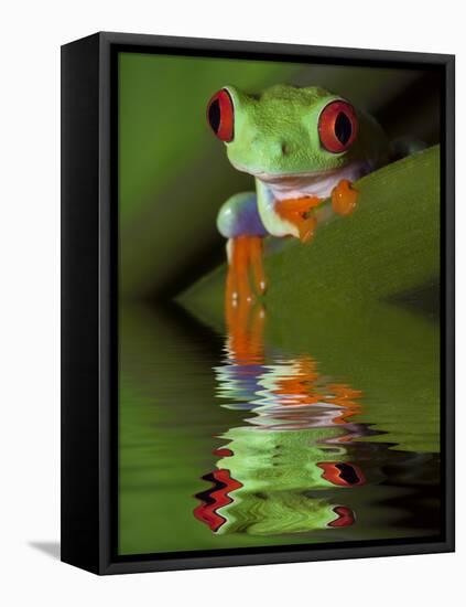 Reflection of Red-Eyed Tree Frog in Water-Dennis Flaherty-Framed Premier Image Canvas