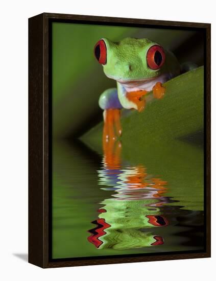 Reflection of Red-Eyed Tree Frog in Water-Dennis Flaherty-Framed Premier Image Canvas