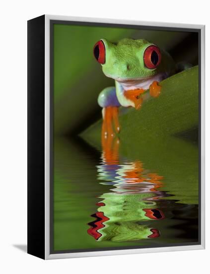 Reflection of Red-Eyed Tree Frog in Water-Dennis Flaherty-Framed Premier Image Canvas