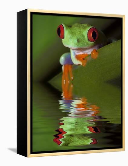 Reflection of Red-Eyed Tree Frog in Water-Dennis Flaherty-Framed Premier Image Canvas