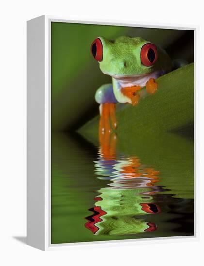 Reflection of Red-Eyed Tree Frog in Water-Dennis Flaherty-Framed Premier Image Canvas