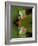 Reflection of Red-Eyed Tree Frog in Water-Dennis Flaherty-Framed Photographic Print