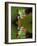 Reflection of Red-Eyed Tree Frog in Water-Dennis Flaherty-Framed Photographic Print