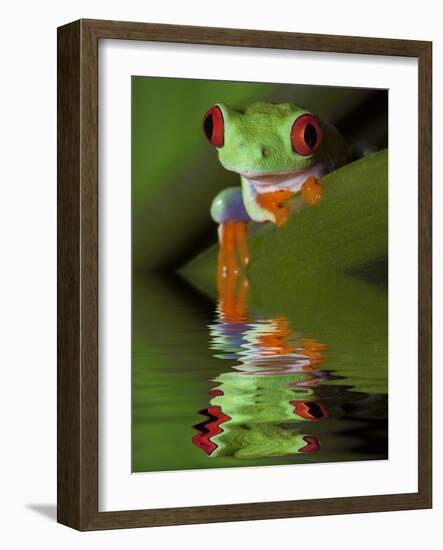 Reflection of Red-Eyed Tree Frog in Water-Dennis Flaherty-Framed Photographic Print