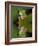 Reflection of Red-Eyed Tree Frog in Water-Dennis Flaherty-Framed Photographic Print