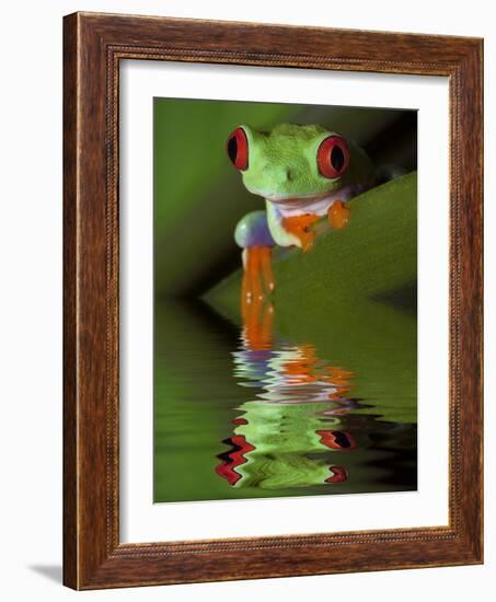 Reflection of Red-Eyed Tree Frog in Water-Dennis Flaherty-Framed Photographic Print