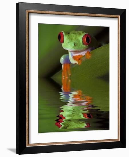 Reflection of Red-Eyed Tree Frog in Water-Dennis Flaherty-Framed Photographic Print