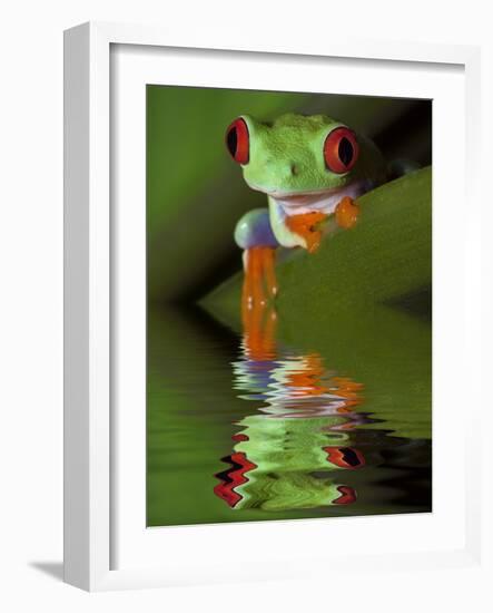 Reflection of Red-Eyed Tree Frog in Water-Dennis Flaherty-Framed Photographic Print