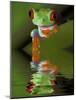 Reflection of Red-Eyed Tree Frog in Water-Dennis Flaherty-Mounted Photographic Print