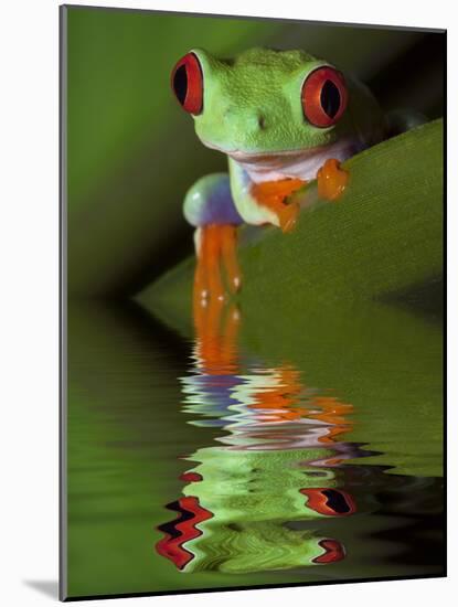 Reflection of Red-Eyed Tree Frog in Water-Dennis Flaherty-Mounted Photographic Print