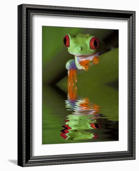 Reflection of Red-Eyed Tree Frog in Water-Dennis Flaherty-Framed Photographic Print