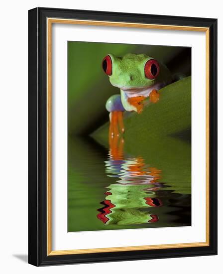 Reflection of Red-Eyed Tree Frog in Water-Dennis Flaherty-Framed Photographic Print