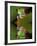 Reflection of Red-Eyed Tree Frog in Water-Dennis Flaherty-Framed Photographic Print