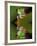 Reflection of Red-Eyed Tree Frog in Water-Dennis Flaherty-Framed Photographic Print