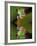 Reflection of Red-Eyed Tree Frog in Water-Dennis Flaherty-Framed Photographic Print