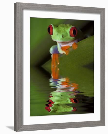 Reflection of Red-Eyed Tree Frog in Water-Dennis Flaherty-Framed Photographic Print