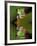 Reflection of Red-Eyed Tree Frog in Water-Dennis Flaherty-Framed Photographic Print