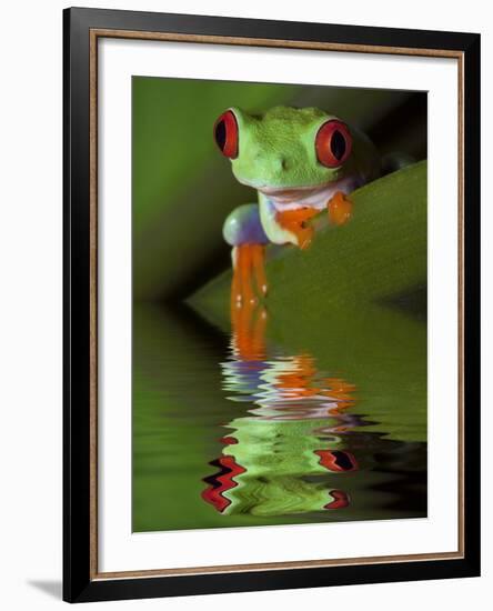 Reflection of Red-Eyed Tree Frog in Water-Dennis Flaherty-Framed Photographic Print