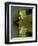 Reflection of Red-Eyed Tree Frog in Water-Dennis Flaherty-Framed Photographic Print