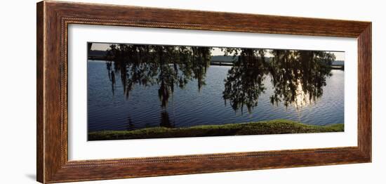 Reflection of Tree in a River, Middleton Place, Charleston, Charleston County, South Carolina, USA-null-Framed Photographic Print