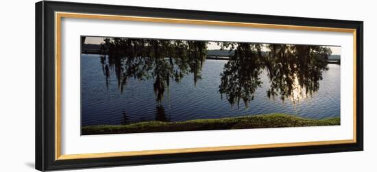 Reflection of Tree in a River, Middleton Place, Charleston, Charleston County, South Carolina, USA-null-Framed Photographic Print