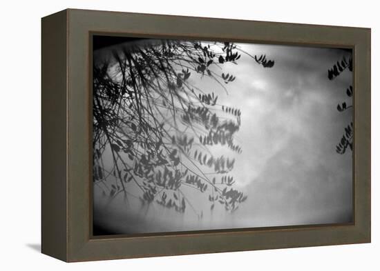 Reflection of Trees B/W-null-Framed Stretched Canvas