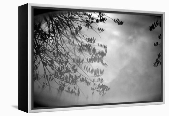 Reflection of Trees B/W-null-Framed Stretched Canvas