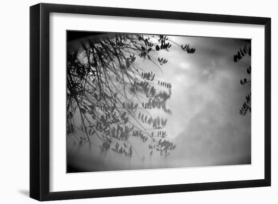 Reflection of Trees B/W-null-Framed Photo