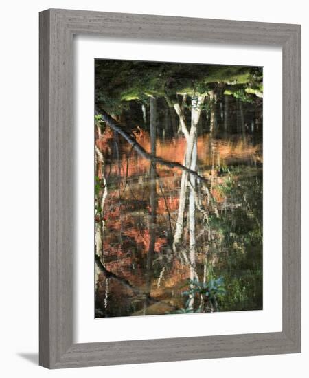 Reflection of Trees in Water, Saihoji Temple, Kyoti Prefecture, Japan-null-Framed Photographic Print