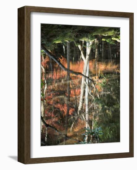 Reflection of Trees in Water, Saihoji Temple, Kyoti Prefecture, Japan-null-Framed Photographic Print