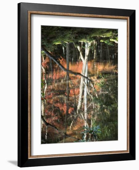 Reflection of Trees in Water, Saihoji Temple, Kyoti Prefecture, Japan-null-Framed Photographic Print