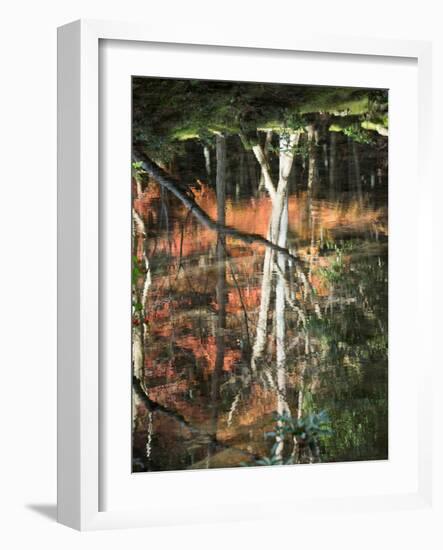 Reflection of Trees in Water, Saihoji Temple, Kyoti Prefecture, Japan-null-Framed Photographic Print