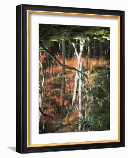 Reflection of Trees in Water, Saihoji Temple, Kyoti Prefecture, Japan-null-Framed Photographic Print