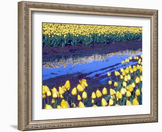 Reflection of Yellow Tulips, Washington, USA-William Sutton-Framed Photographic Print