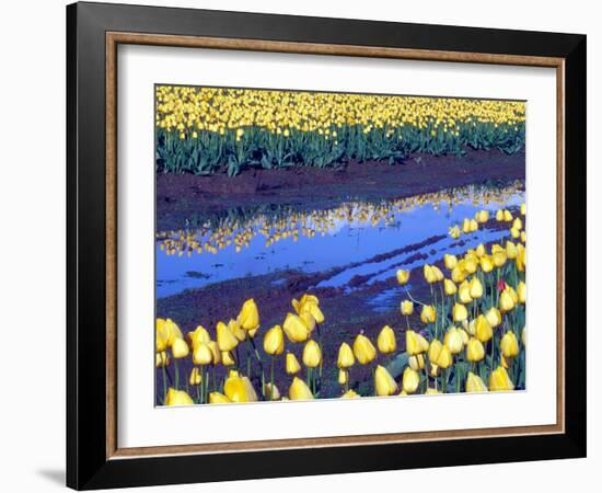 Reflection of Yellow Tulips, Washington, USA-William Sutton-Framed Photographic Print