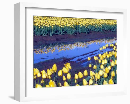 Reflection of Yellow Tulips, Washington, USA-William Sutton-Framed Photographic Print