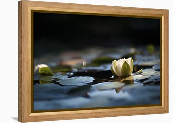 Reflection Pond-Ursula Abresch-Framed Premier Image Canvas