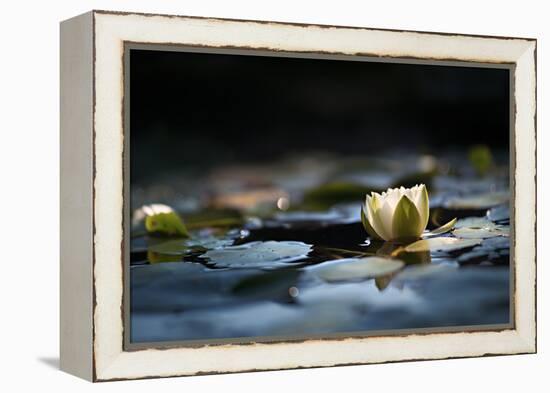 Reflection Pond-Ursula Abresch-Framed Premier Image Canvas