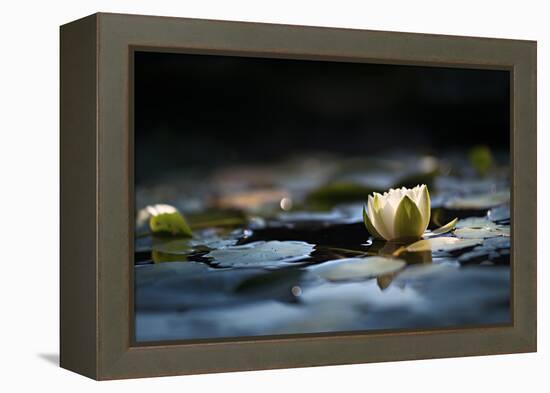 Reflection Pond-Ursula Abresch-Framed Premier Image Canvas