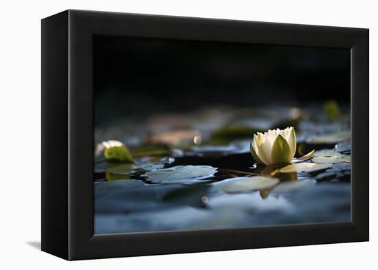 Reflection Pond-Ursula Abresch-Framed Premier Image Canvas