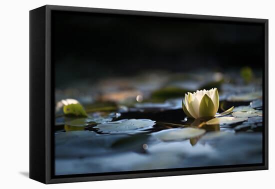 Reflection Pond-Ursula Abresch-Framed Premier Image Canvas