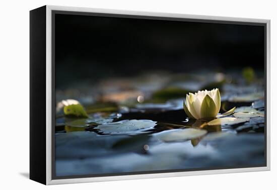 Reflection Pond-Ursula Abresch-Framed Premier Image Canvas