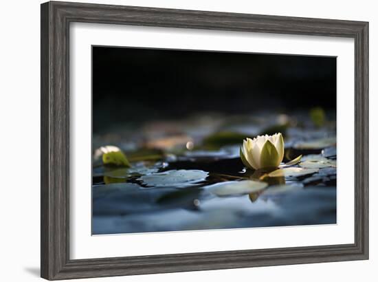 Reflection Pond-Ursula Abresch-Framed Photographic Print