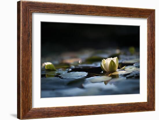 Reflection Pond-Ursula Abresch-Framed Photographic Print