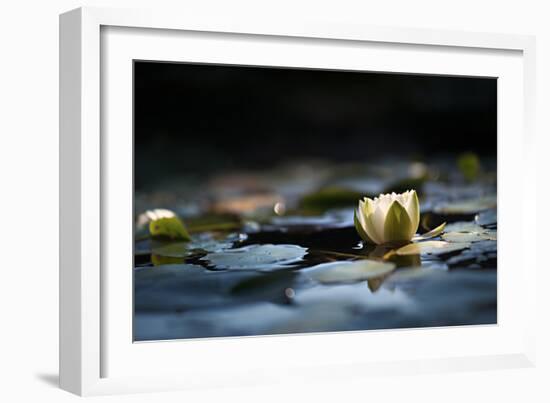 Reflection Pond-Ursula Abresch-Framed Photographic Print