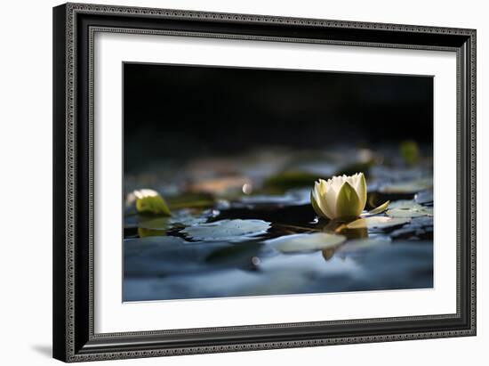 Reflection Pond-Ursula Abresch-Framed Photographic Print