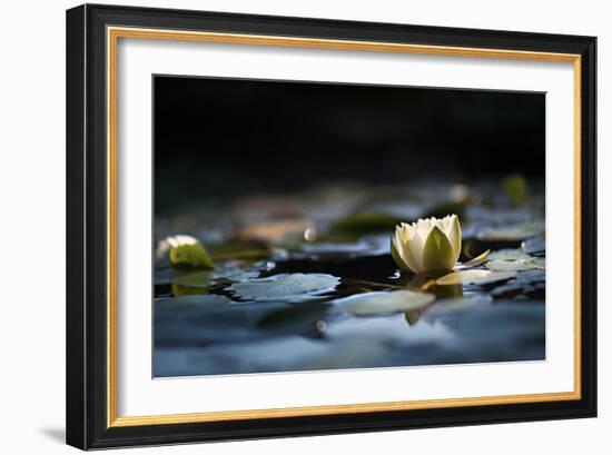 Reflection Pond-Ursula Abresch-Framed Photographic Print