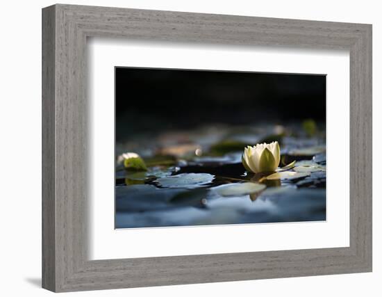 Reflection Pond-Ursula Abresch-Framed Photographic Print