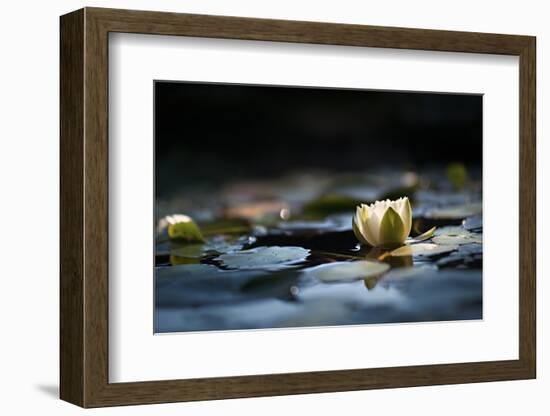 Reflection Pond-Ursula Abresch-Framed Photographic Print