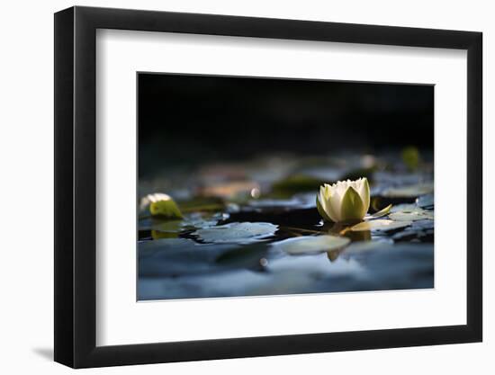 Reflection Pond-Ursula Abresch-Framed Photographic Print